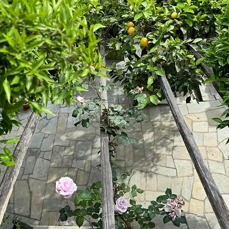 Rosemary Chorto